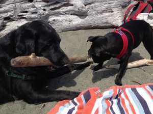 Ziggy and Zoom at the Beach!