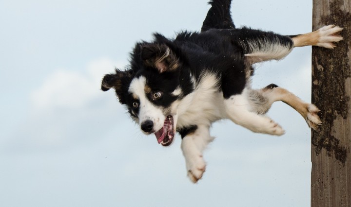canine jump!